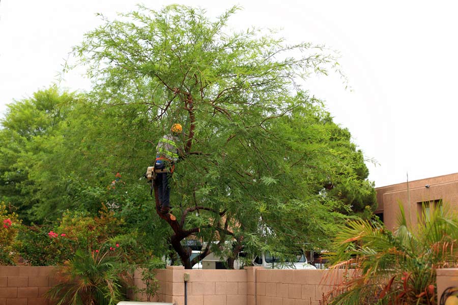 Pruning & Maintenance