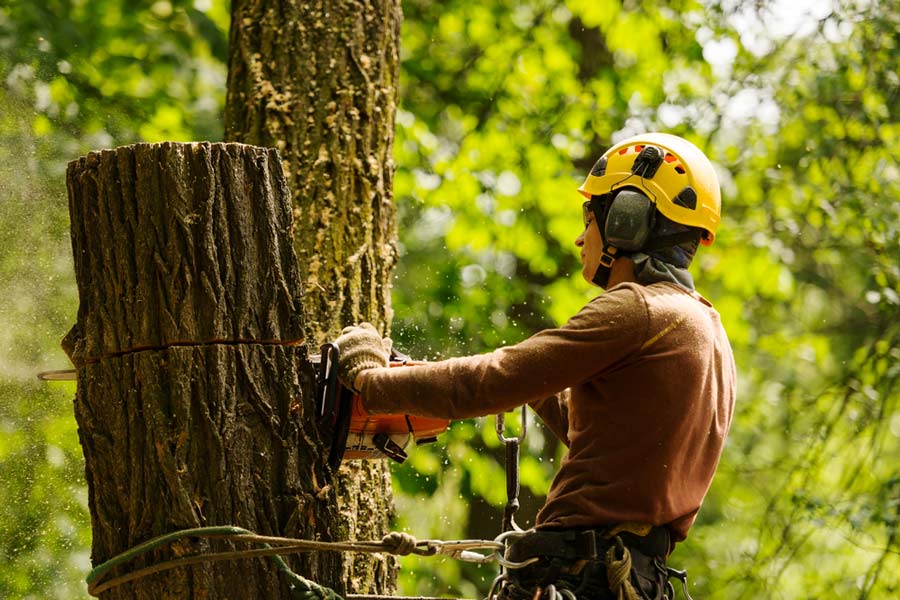 Land Clearing
