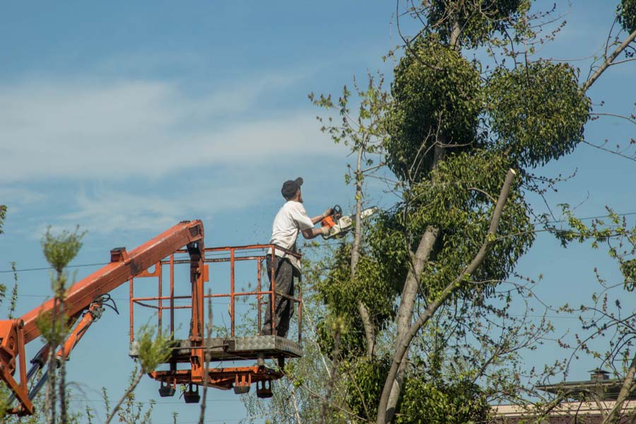 Sick tree removal