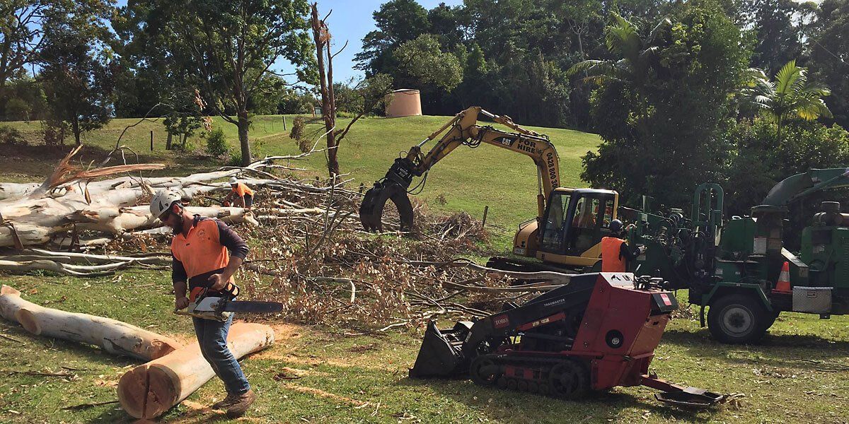 Tree Removal